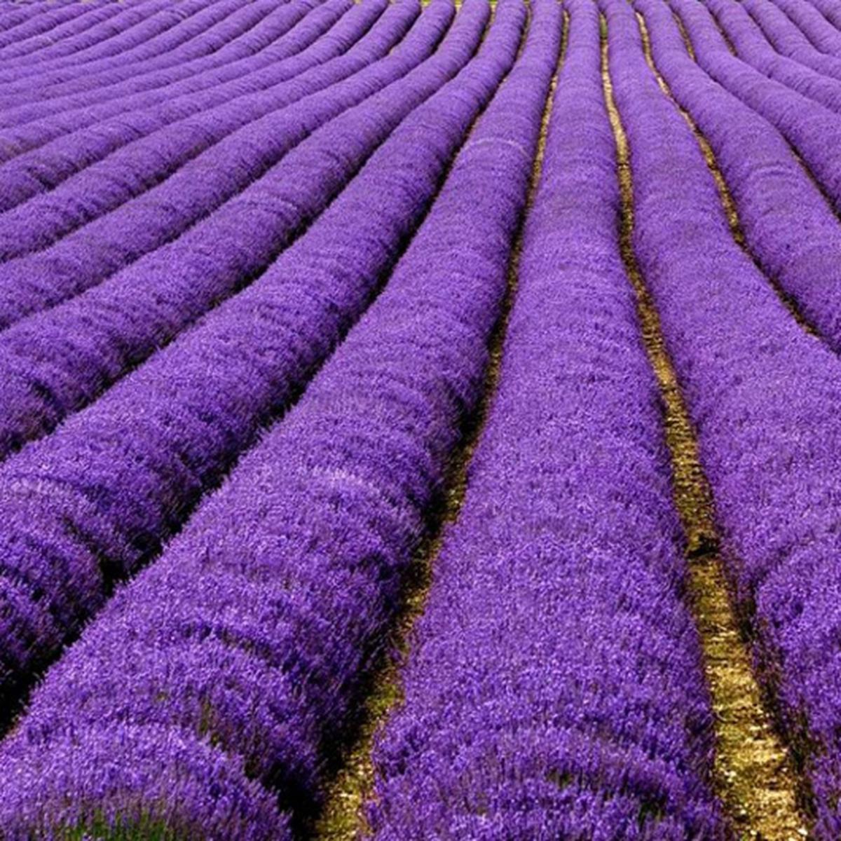 LAS HADAS DE LA LAVANDA - Under The Cnoc